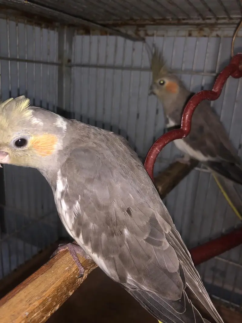 4 cocktail grey 1 family breader pair — photo 8