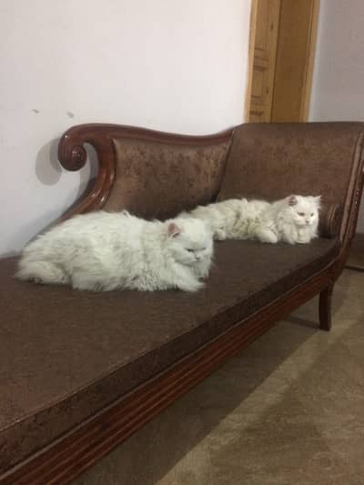Persian white colour cats pair