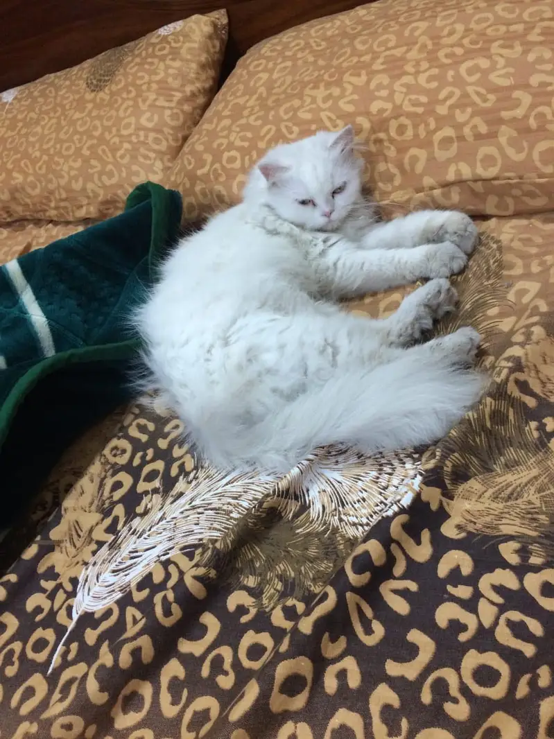 Persian white colour cats pair — photo 2