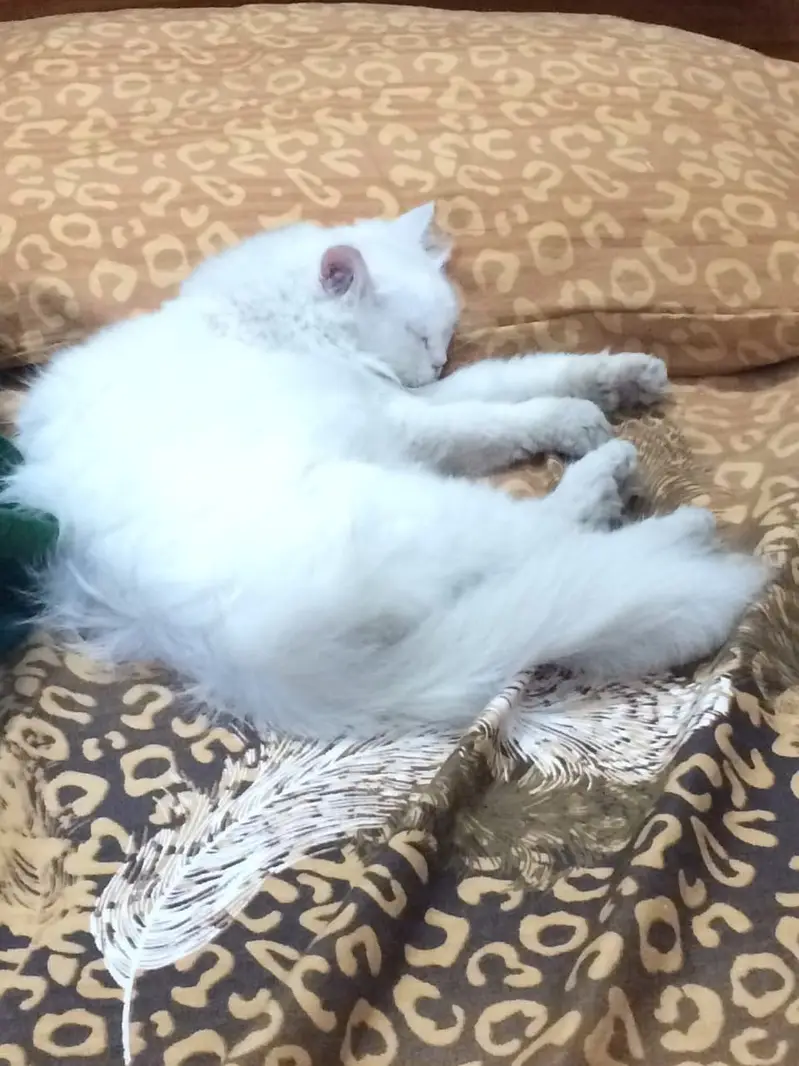 Persian white colour cats pair — photo 3