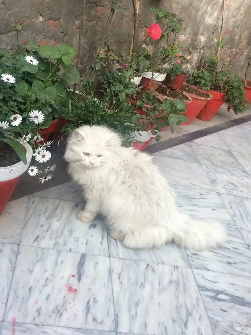 Persian white colour cats pair — photo 4