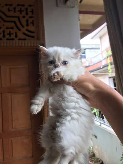 Persian Kittens For sale