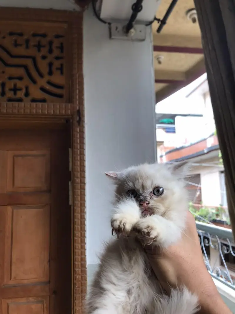Persian Kittens For sale — photo 5