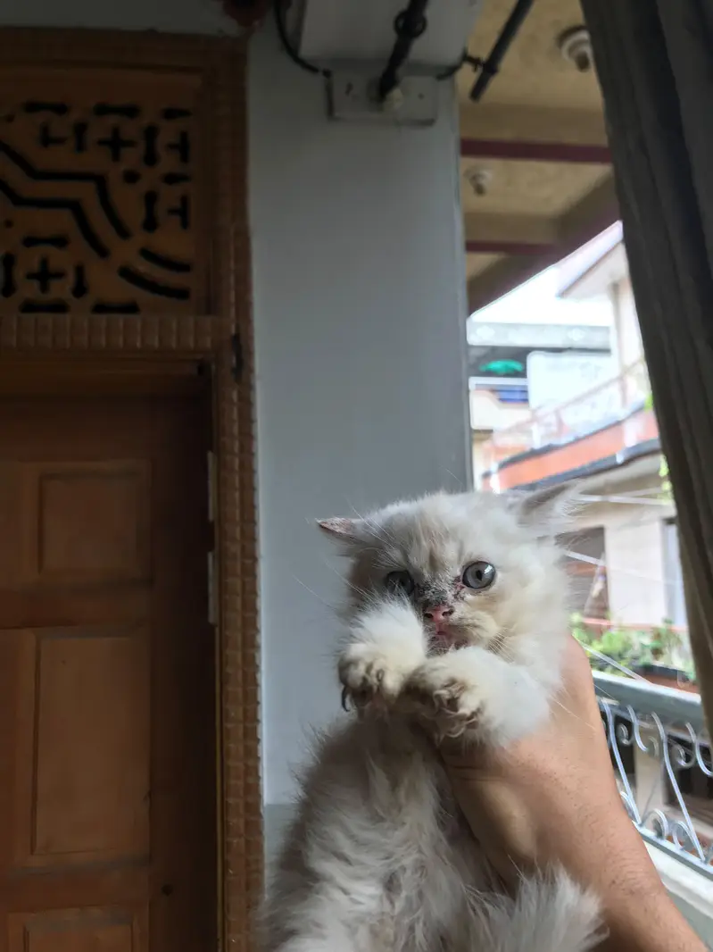 Persian Kittens For sale — photo 7