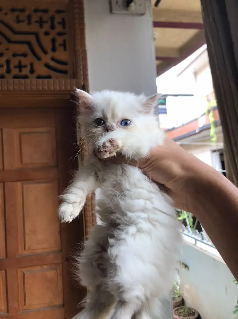 Persian Kittens For sale — photo 8