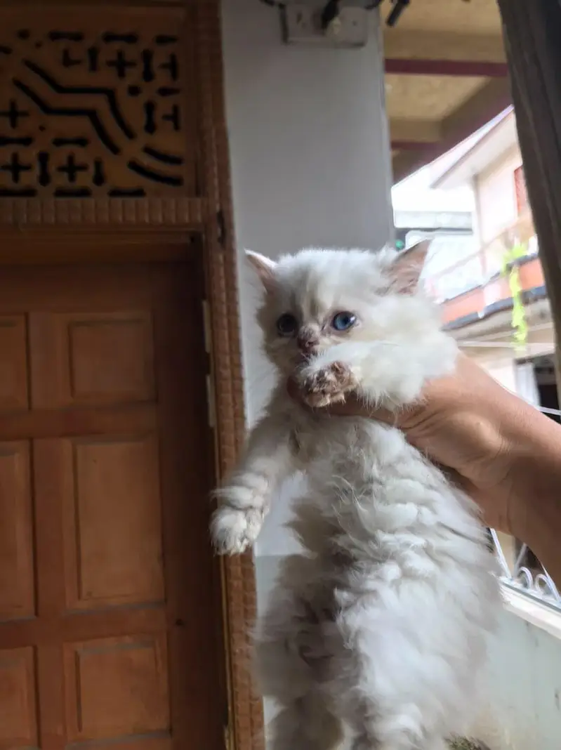 Persian Kittens For sale — photo 9