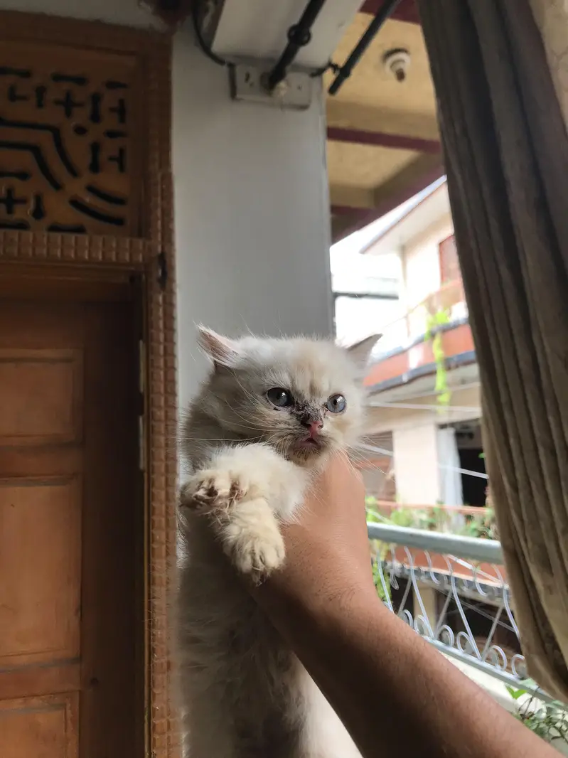 Persian Kittens For sale — photo 10