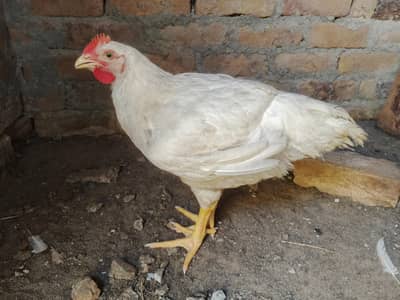 Shawer murgiya Read description