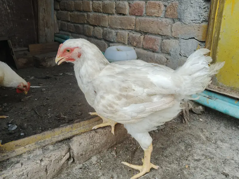 Shawer murgiya Read description — photo 2