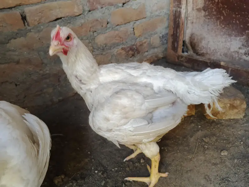 Shawer murgiya Read description — photo 3