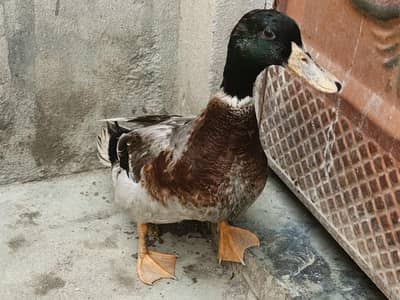 ducks