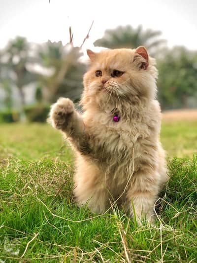 Persian cat and kitten punch face triple coated