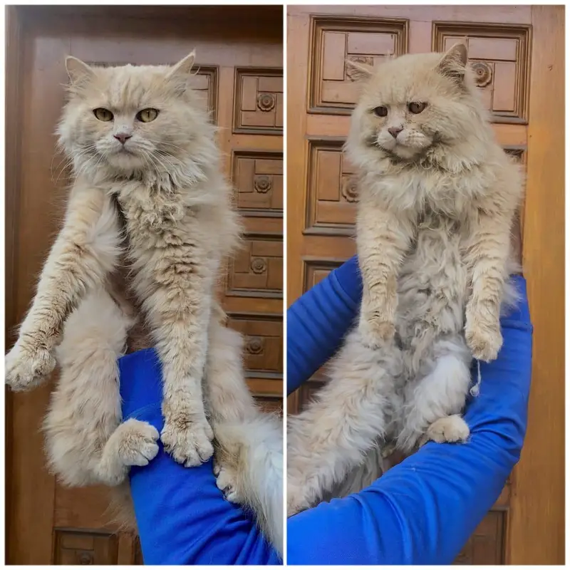 Persian cat and kitten punch face triple coated — photo 7