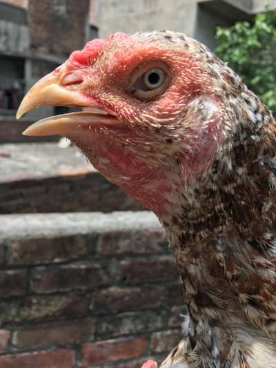 Pakistani aseel female