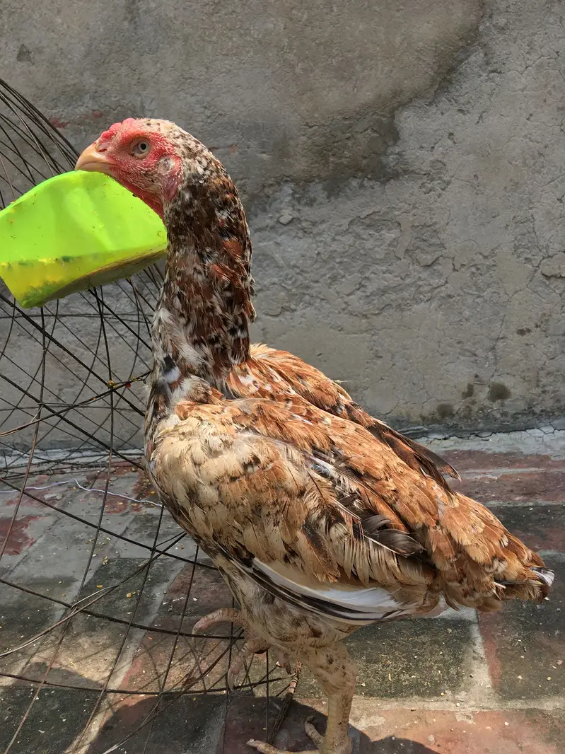 Pakistani aseel female — photo 2