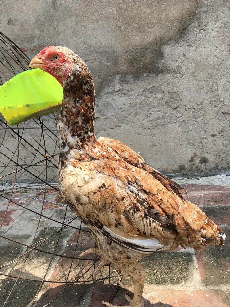 Pakistani aseel female — photo 3