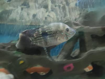Green Terror Fish