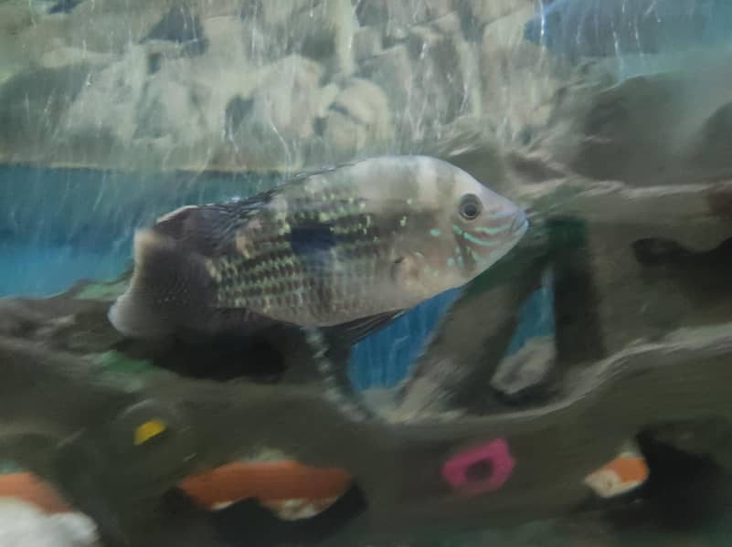Green Terror Fish 0