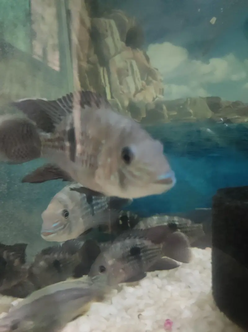 Green Terror Fish — photo 2