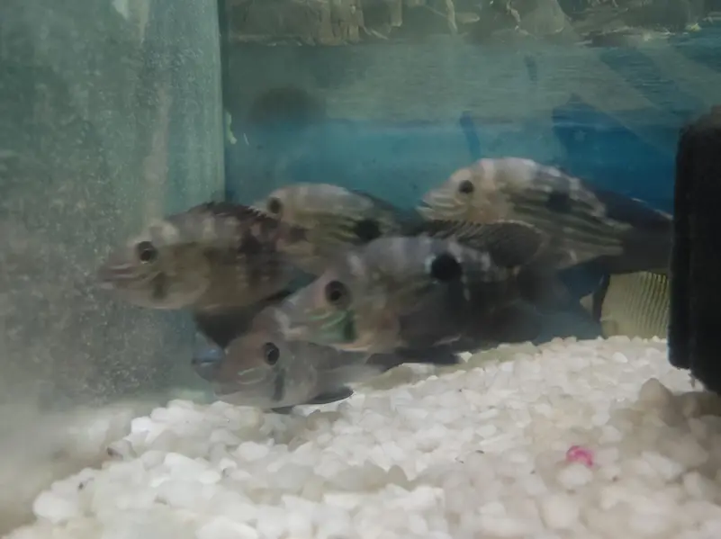 Green Terror Fish — photo 3