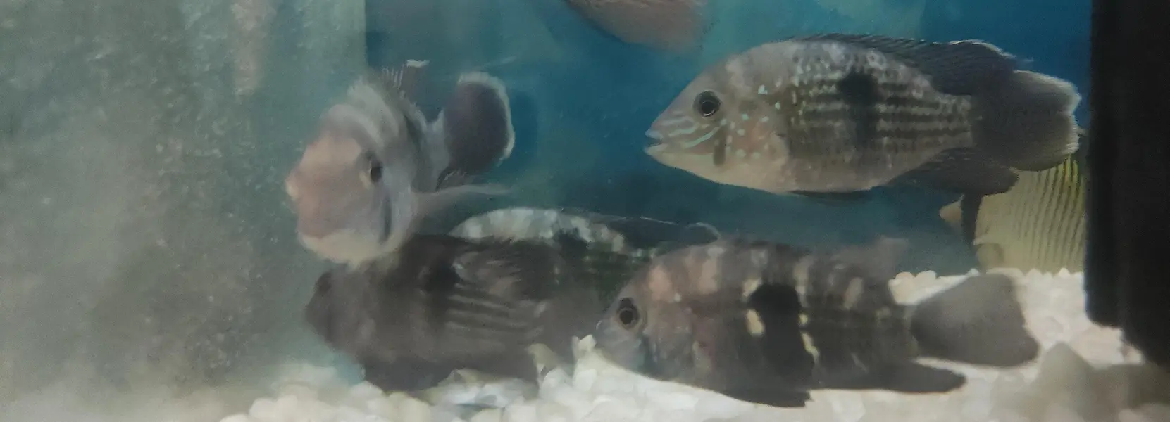 Green Terror Fish — photo 4