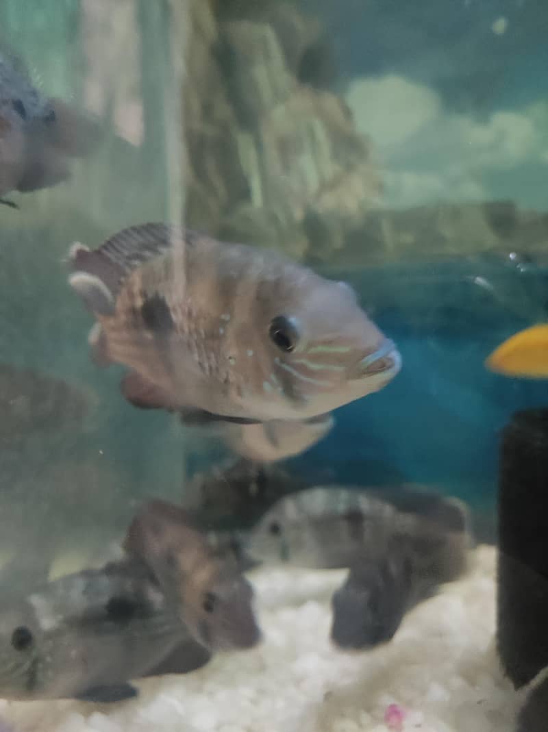 Green Terror Fish 4