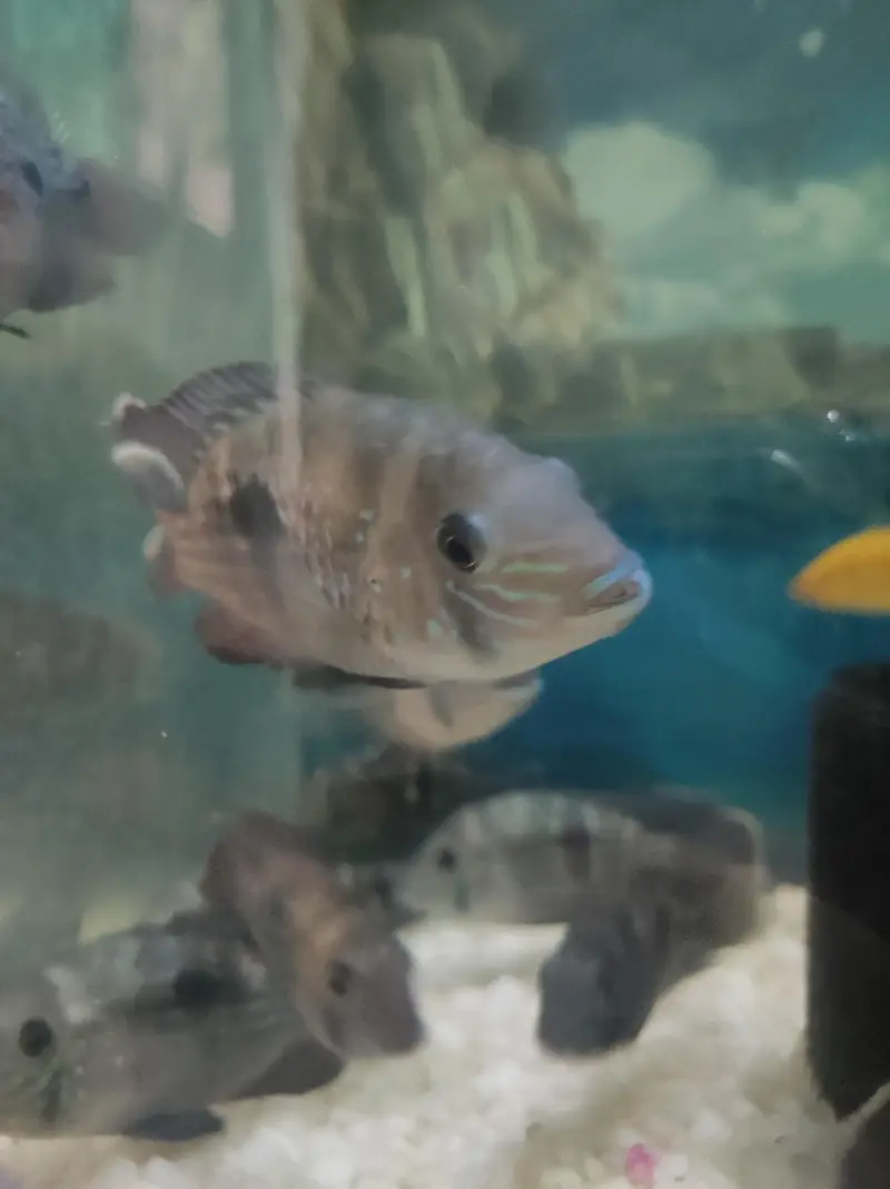 Green Terror Fish — photo 5