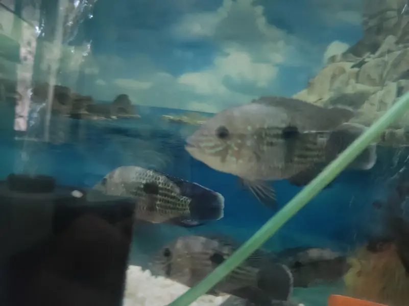 Green Terror Fish — photo 6