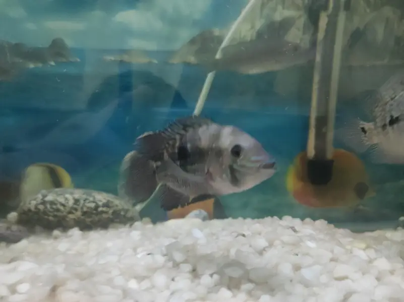 Green Terror Fish — photo 7