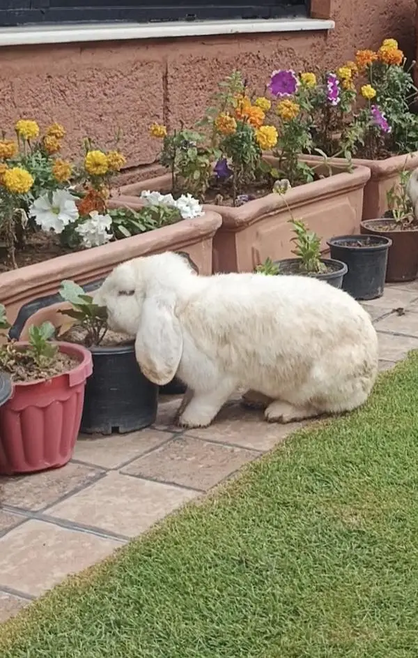 Holland lop breeder