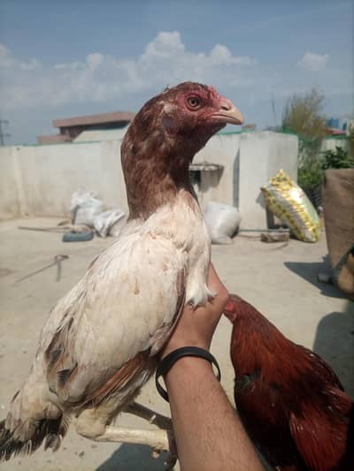 Aseel hens