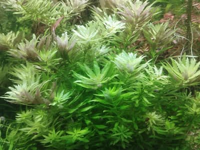 Aquarium Plants healthy stems in reasonable prices