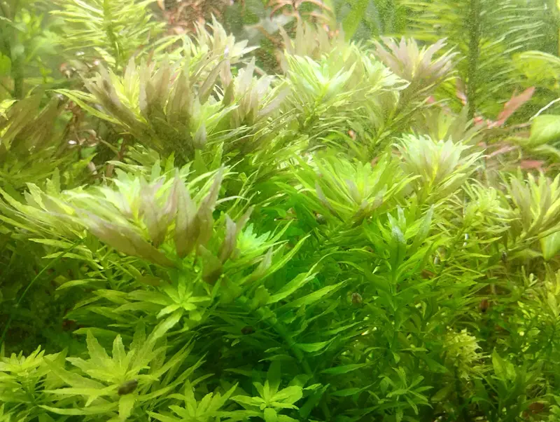 Aquarium Plants healthy stems in reasonable prices — photo 2