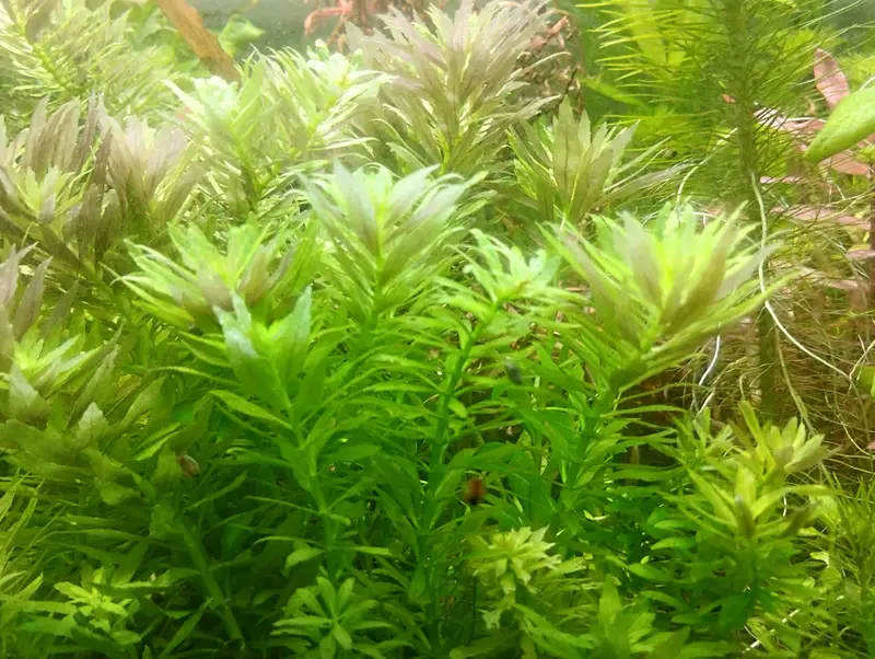 Aquarium Plants healthy stems in reasonable prices — photo 3