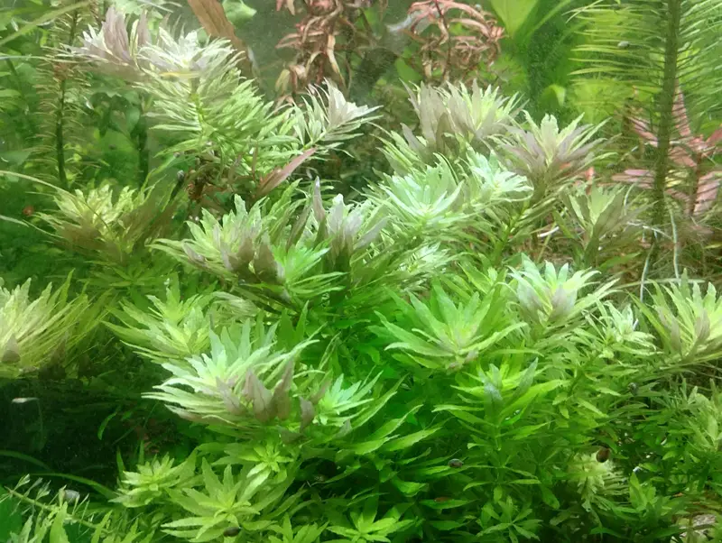 Aquarium Plants healthy stems in reasonable prices — photo 4