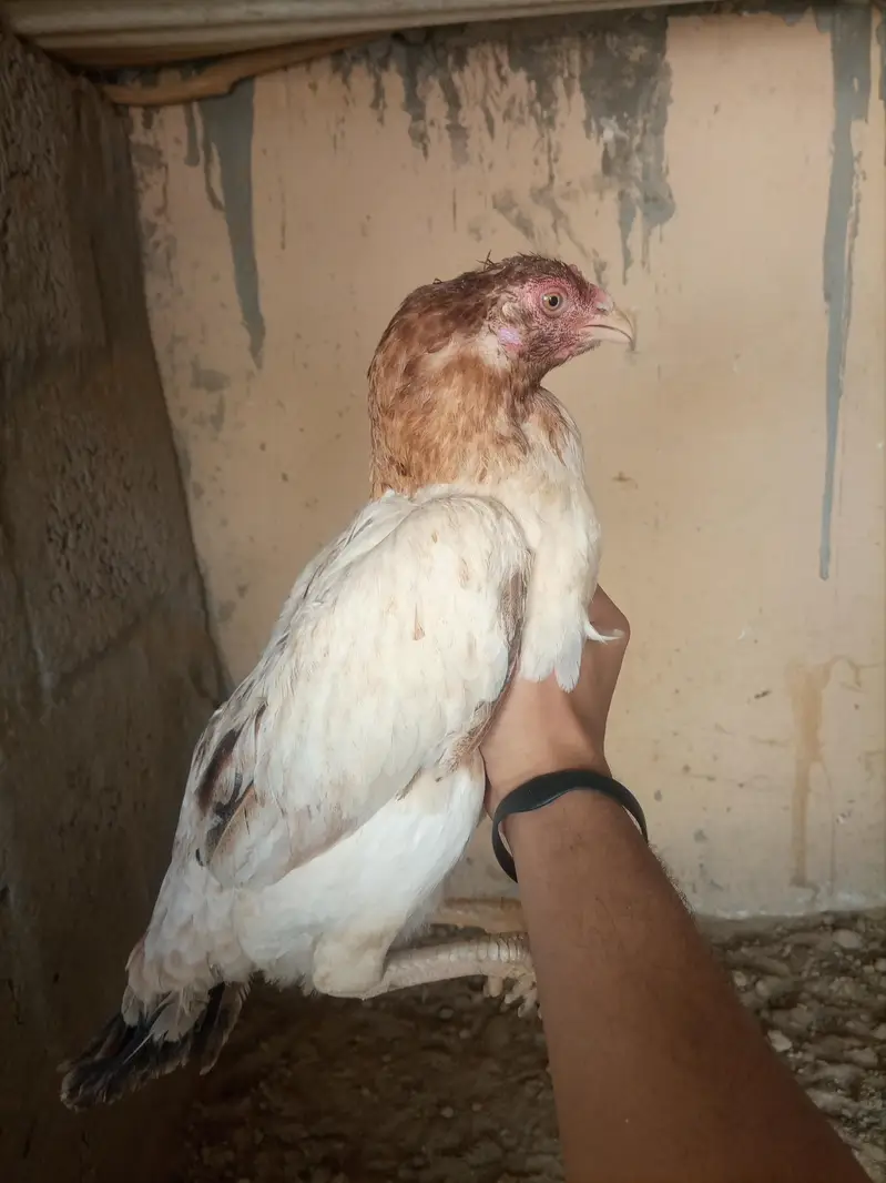 Aseel hens — photo 2