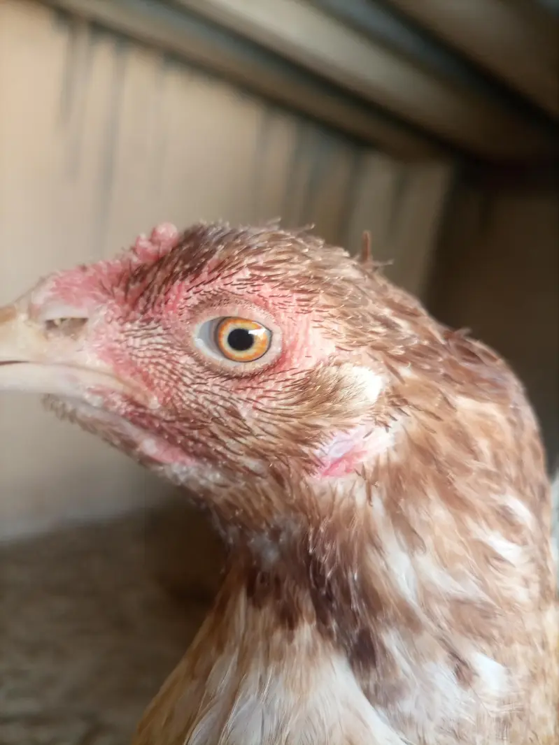Aseel hens — photo 3