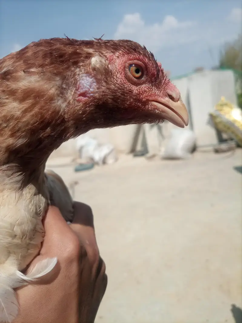 Aseel hens — photo 4