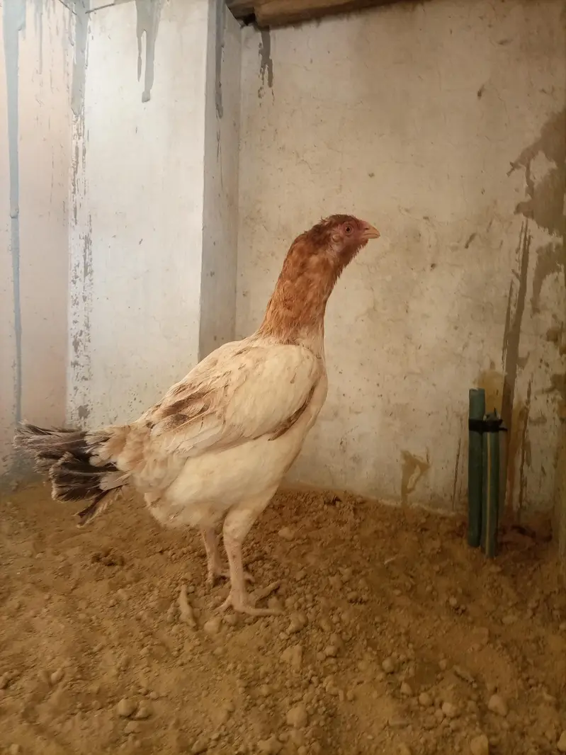 Aseel hens — photo 5