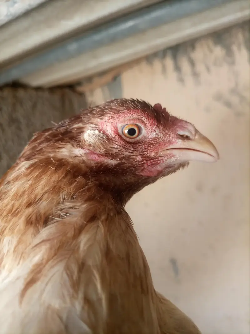 Aseel hens — photo 6