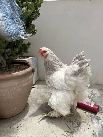 Light blue columbian brahma female