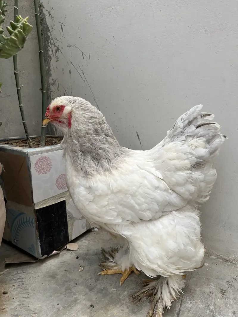Light blue columbian brahma female — photo 2
