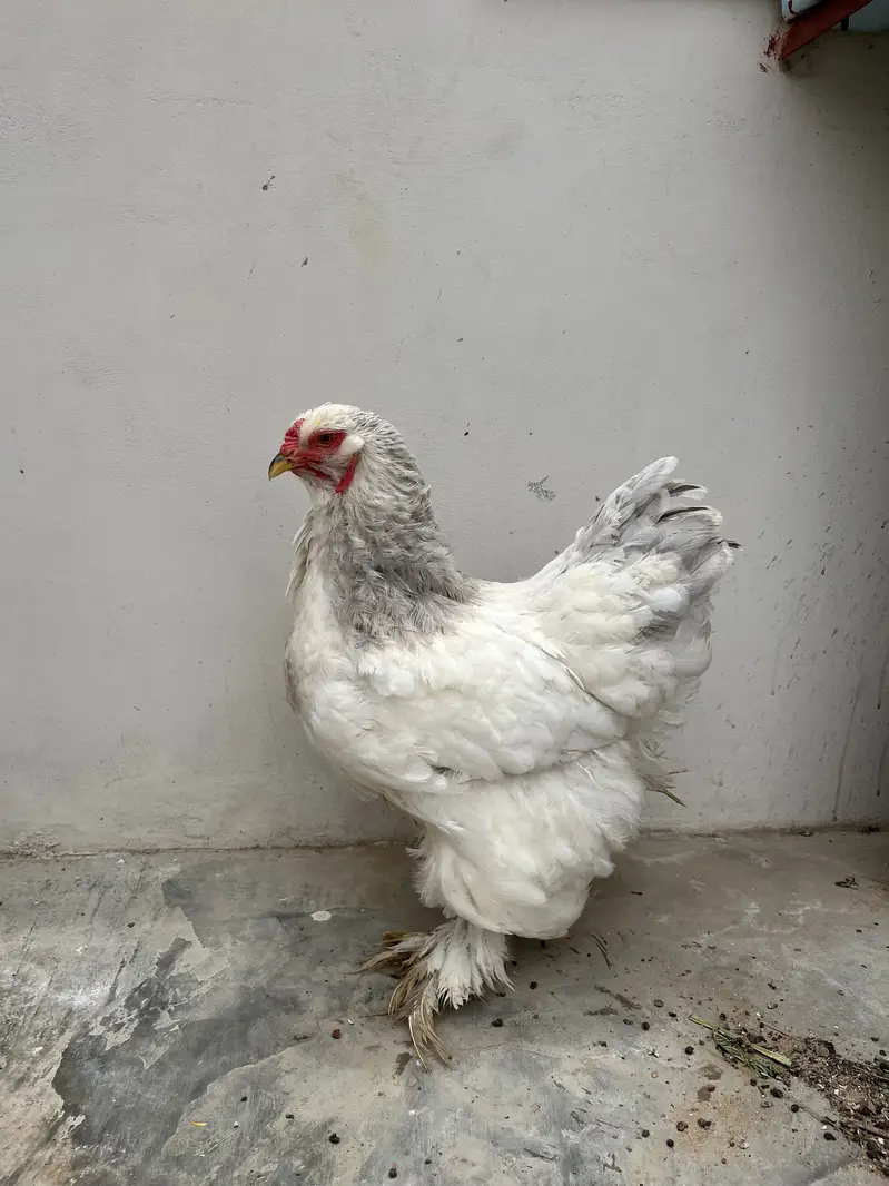 Light blue columbian brahma female — photo 3