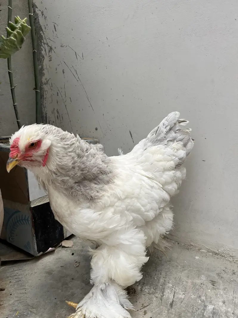 Light blue columbian brahma female — photo 4