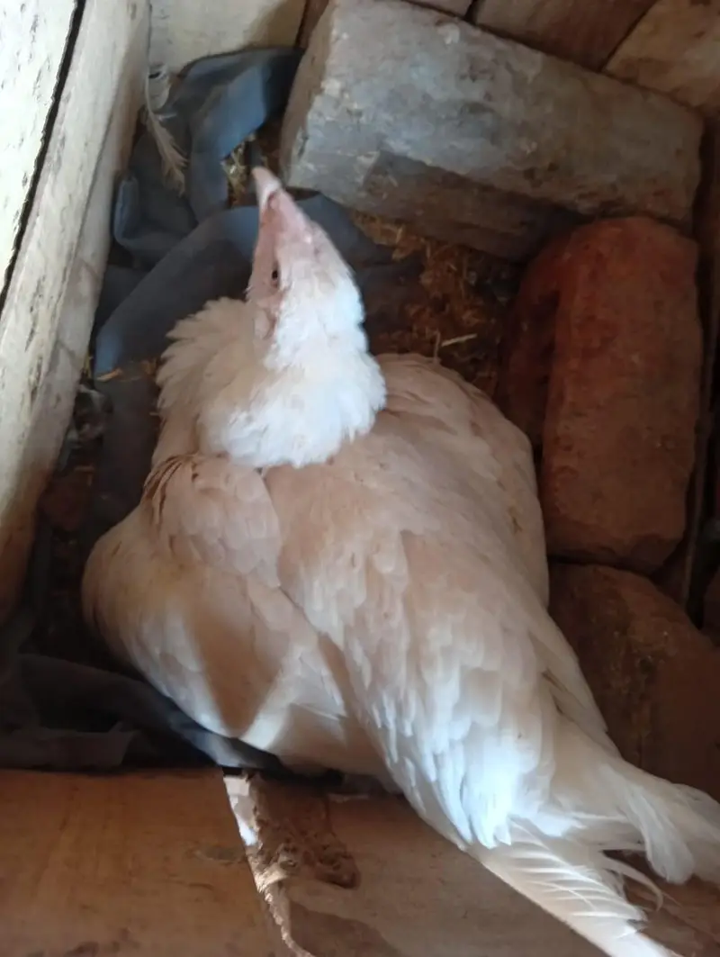 fresh aseel eggs — photo 2