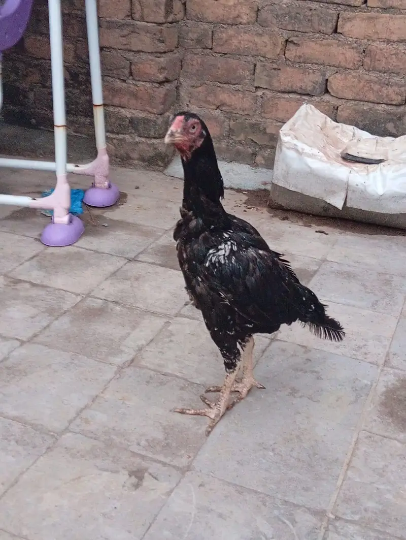 fresh aseel eggs — photo 5