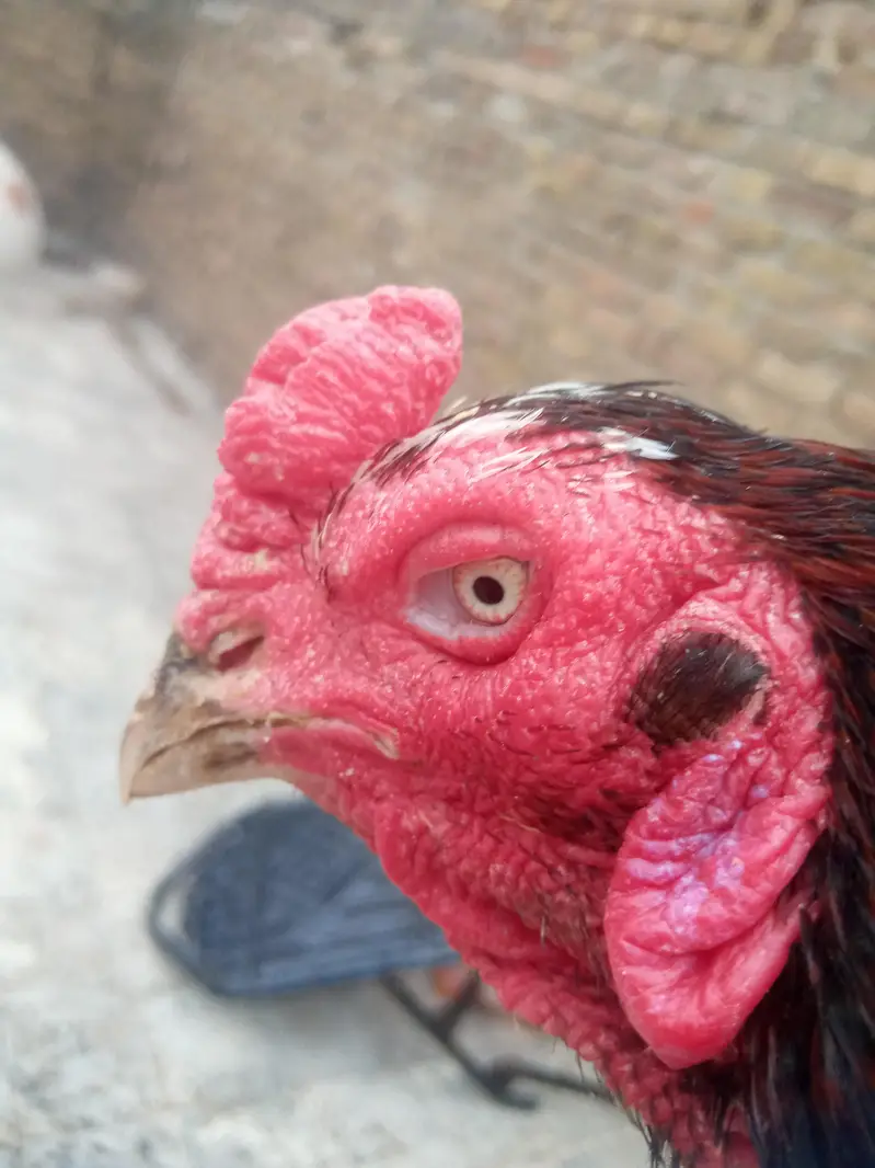 fresh aseel eggs — photo 6