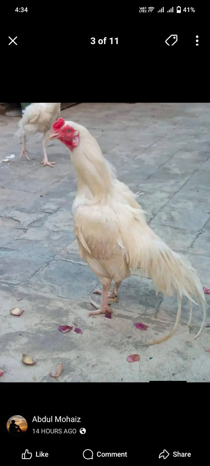 fresh aseel eggs — photo 8