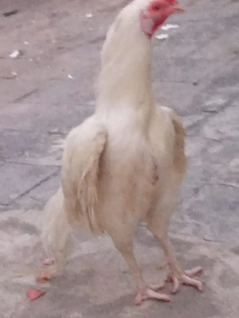 fresh aseel eggs — photo 9