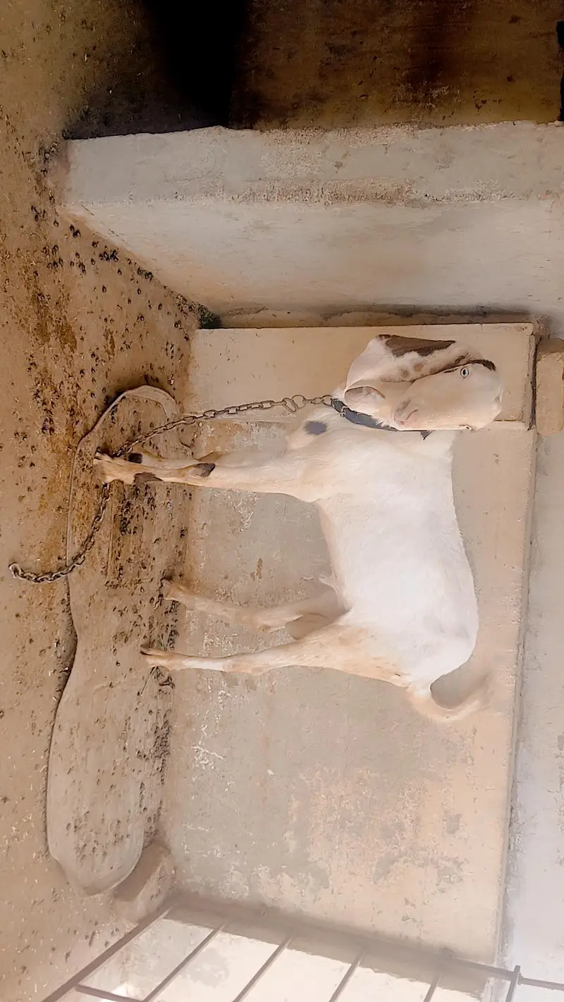goat argent sale